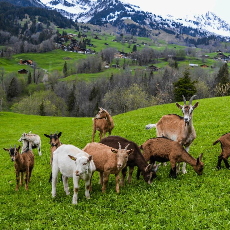 Livestock near a highway
