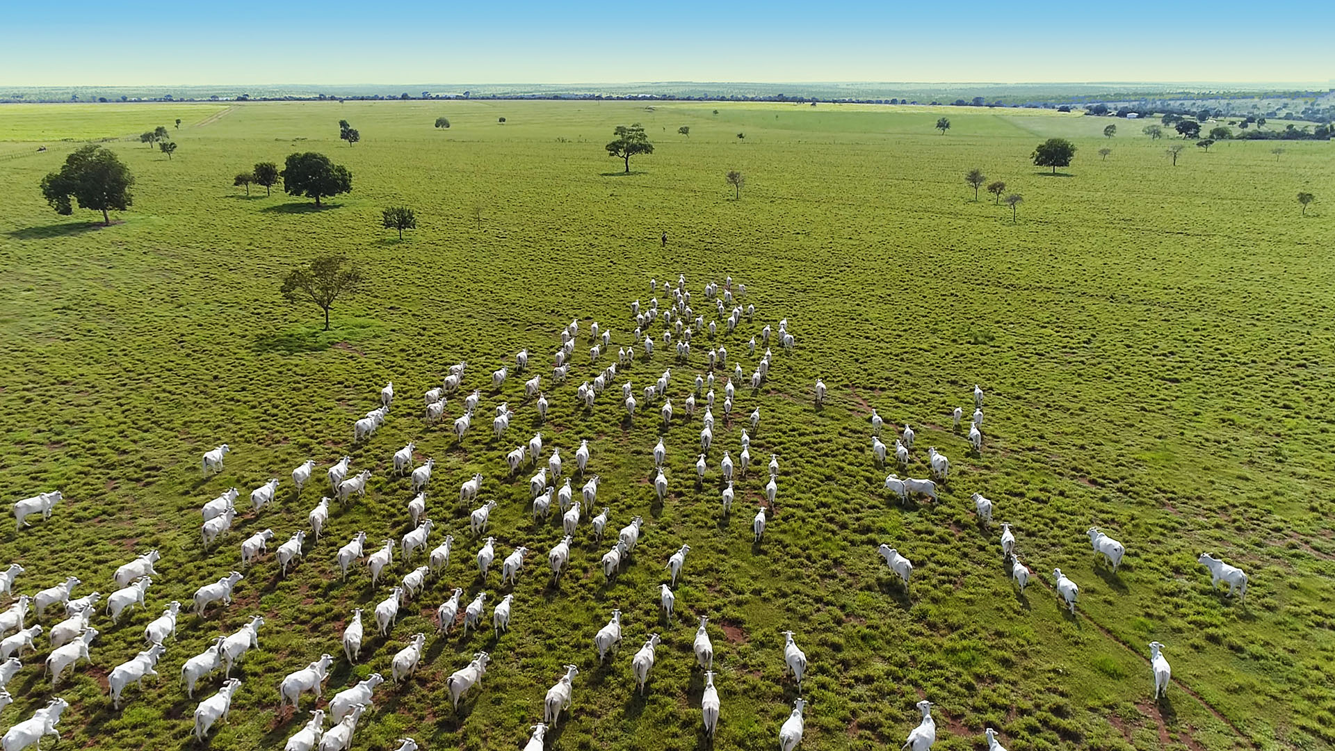 Goat farmer's field