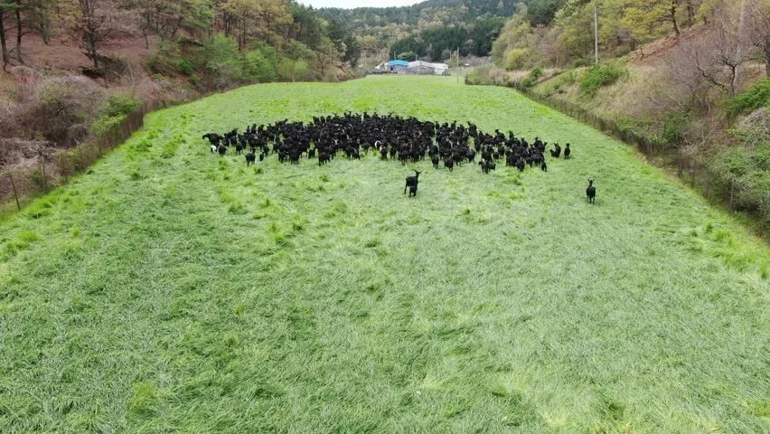 Community grazing flock