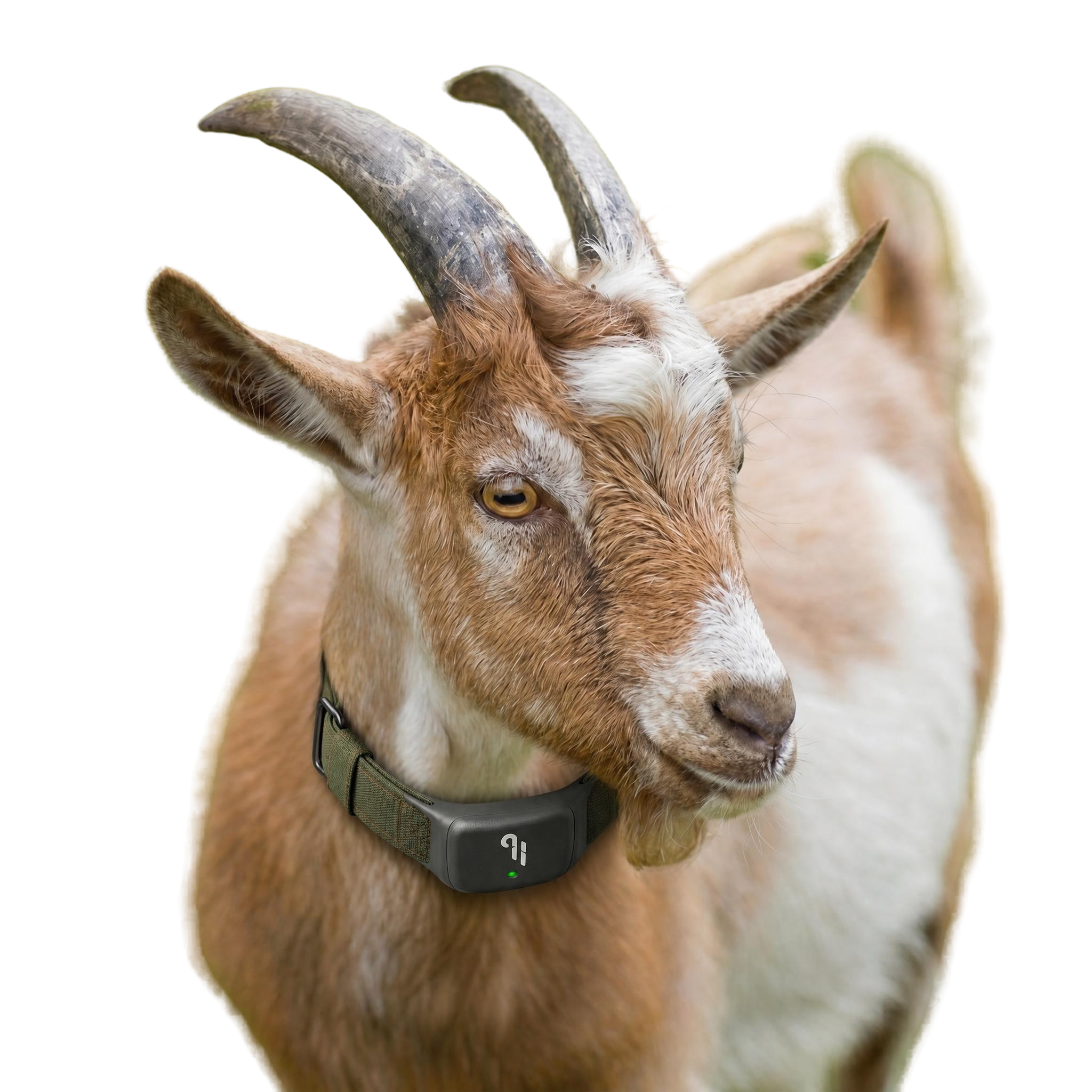 HERDOS smart collar on a goat in a green field