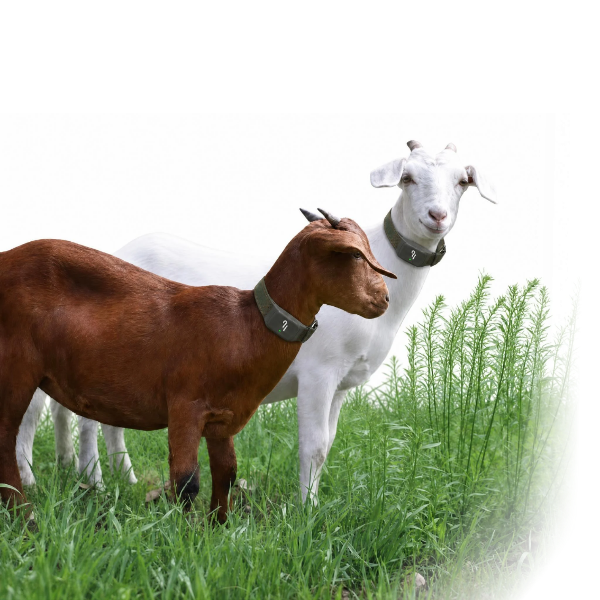 HERDOS for sheep
